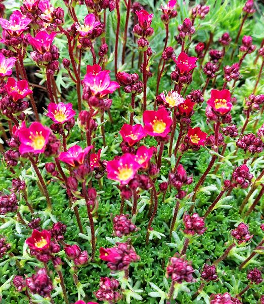 Saxifraga arendsii 'Purpurmantel'